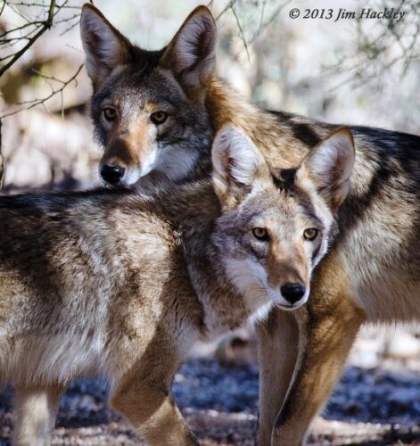 Coyote America: A Natural and Supernatural History